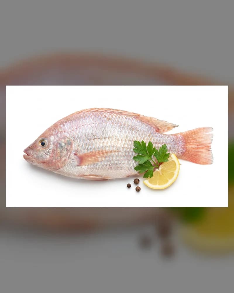 Mother Vegetable Fish - MV Fish